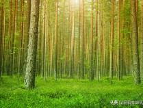 蚌山区推动花卉种植搭上产业“快车”