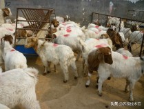 波尔山羊的优点和缺点以及山东地区的市场价格